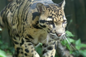 <p>The clouded leopard is endangered in Bhutan.</p>