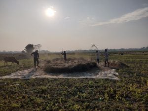 <p>Agriculture is the major source of livelihood of the Mising people who live on riverbanks in Assam [image by: Varsha Torgalkar]</p>