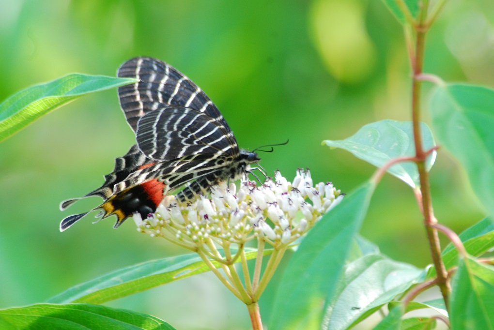 Ludlow's Bhutan Swallowtail, the national butterfly of Bhutan 