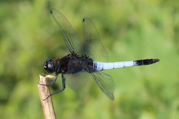 <p>Blue-tailed Forest Hawk a.k.a.  Lesser Blue Skimmer Orthetrum triangulare triangulare are among the lesser known varieties of insects in Bhutan [image: Alamy]</p>