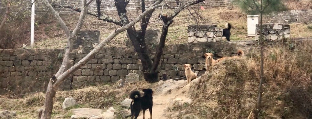 three stray dogs in Bhutan 
