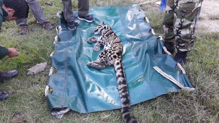 people stand around rare clouded leopard caught in a trap