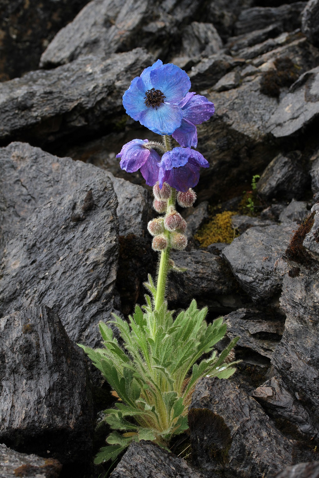 Blue Poppy is categorised as 'Critically Endangered' by the IUCN and is endemic to Jigme Dorki Wangchuck National park in north west Bhutan. 