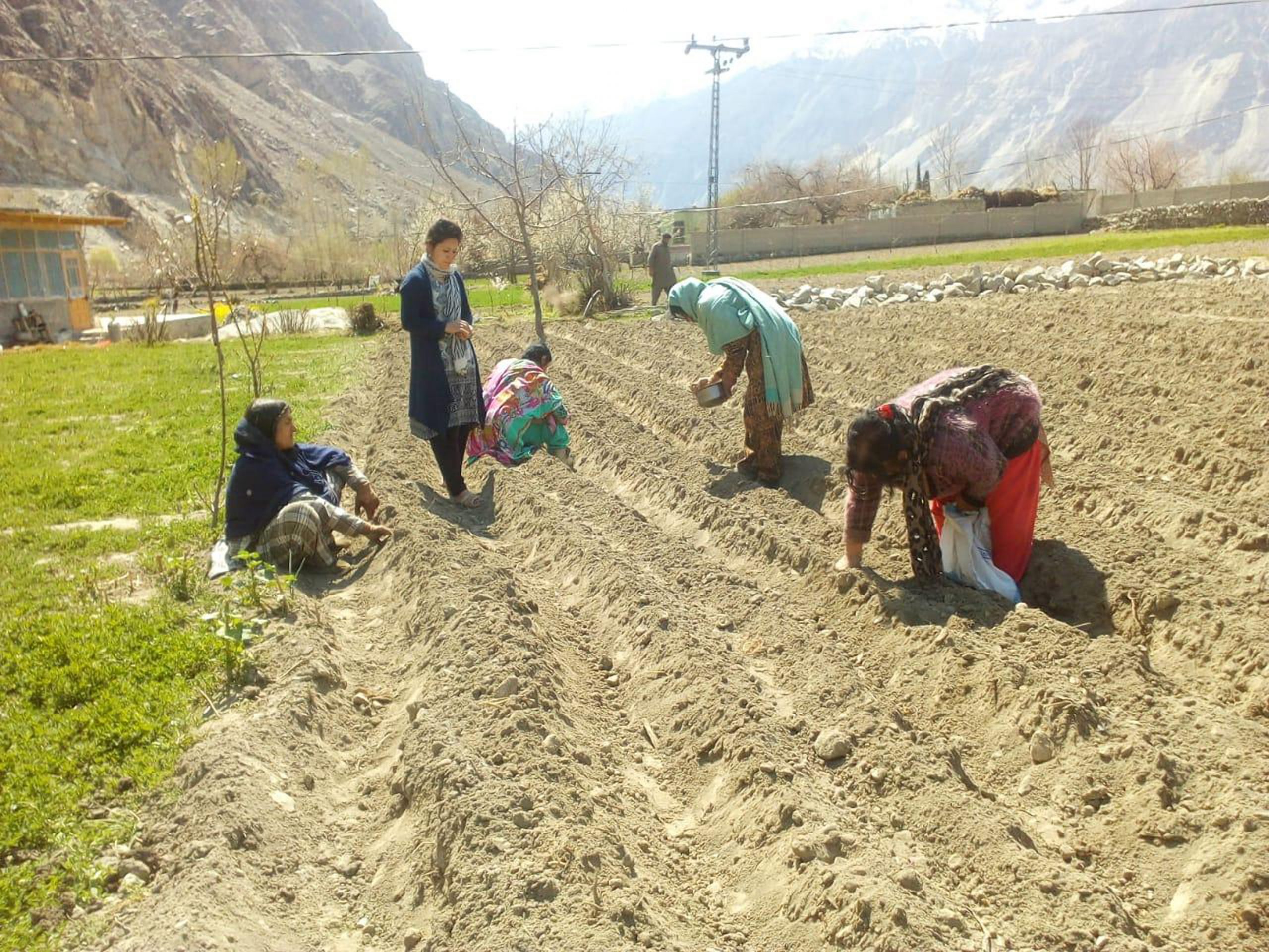 Prepration of field for gladioulous sowing time for Gilgit Baltistan flower industry ( Rozina Baber )