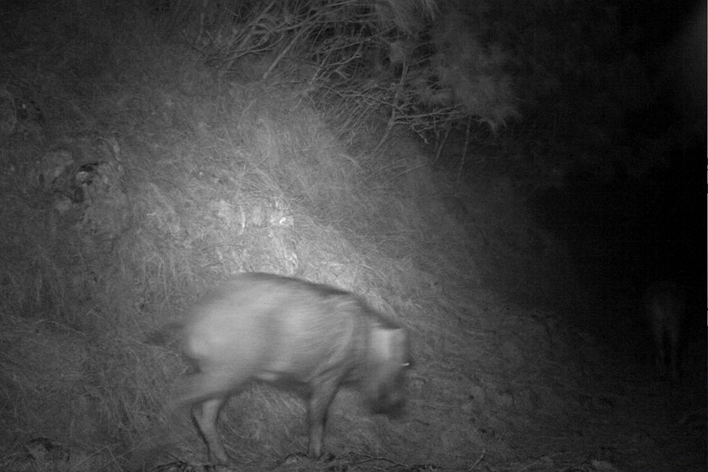<p>A picture of a wild boar captured on camera traps installed by WWF-Pakistan to monitor movement of leopards in Galliyat [image courtesy: WWF-Pakistan]</p>