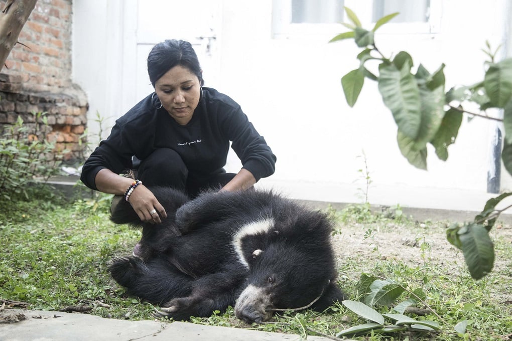 sloth bear india with his rescuer