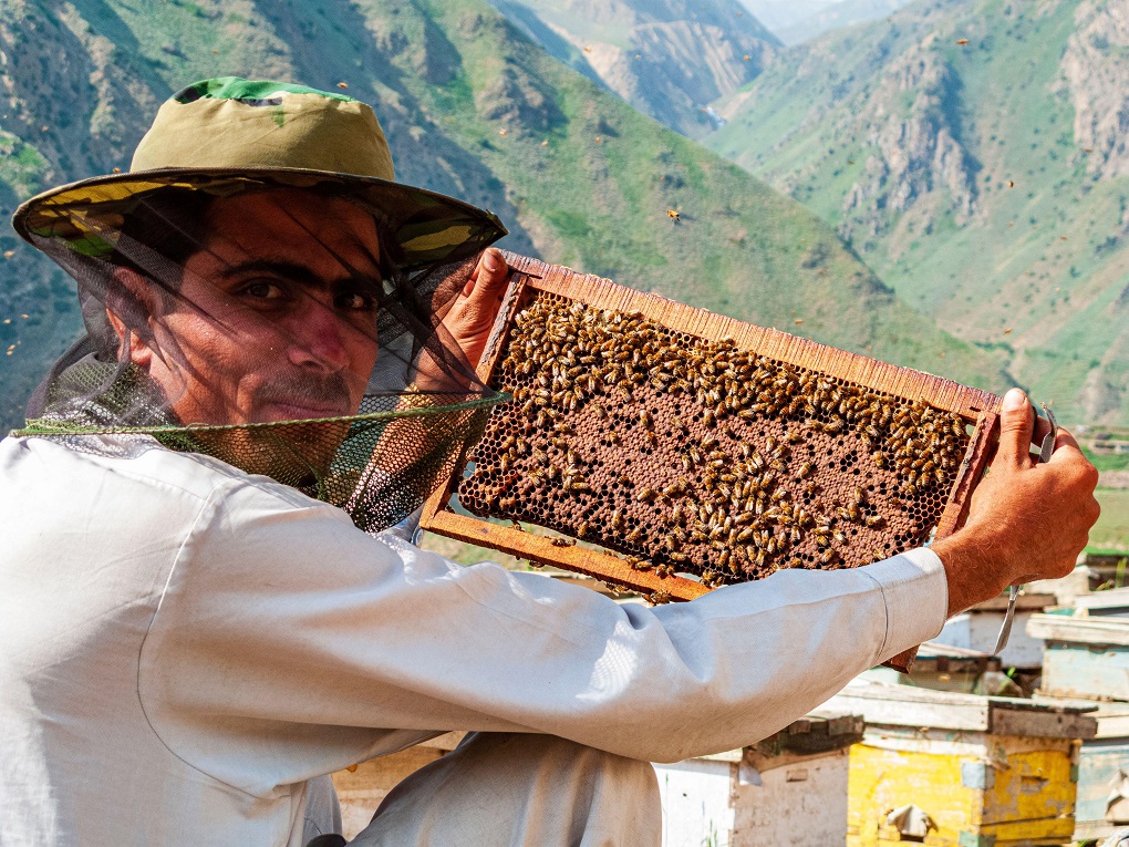 Man is shown beekeeping to produce honey in the traditional way beside the dusty road up to Babusar Pass, Pakistan