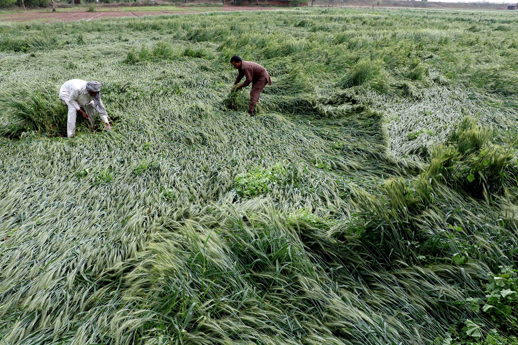 <p>File picture of a farmer in the Indian state of Punjab struggling to save his crops in March after unseasonal reains [image © Ajay Verma/Pacific Press/Alamy Live News]</p>