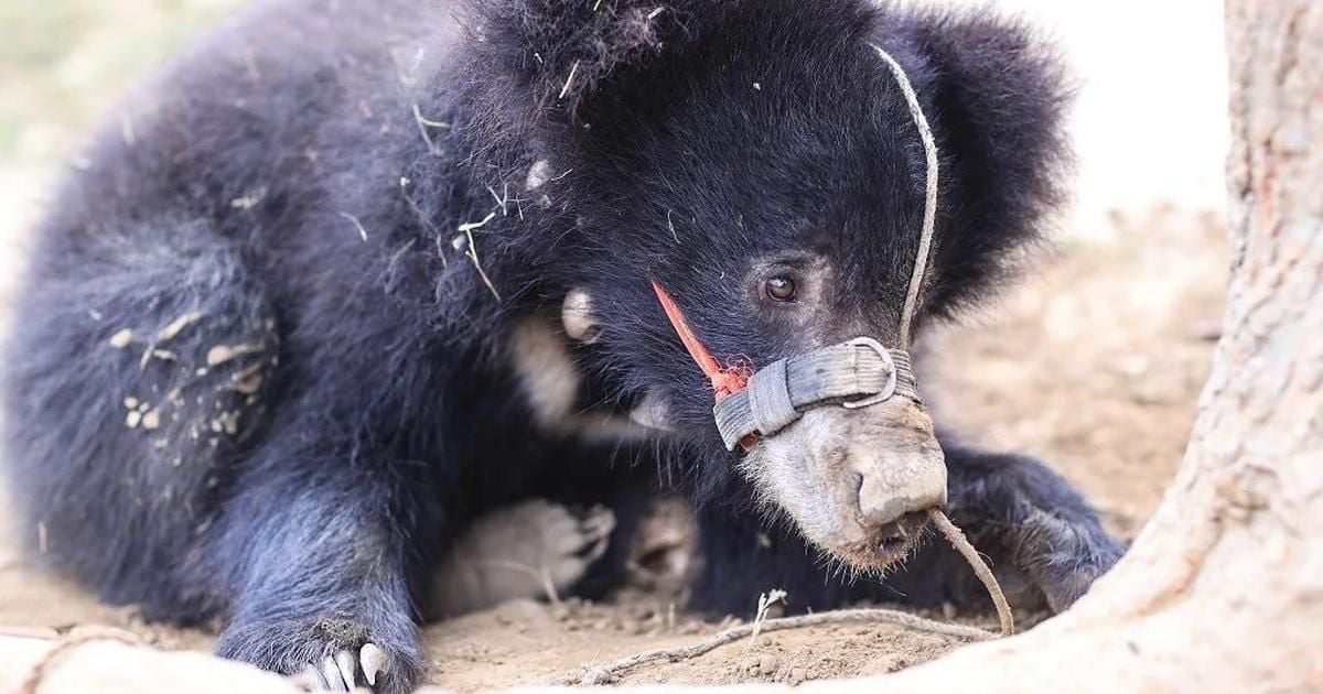 Sloth bear's 'nationality' sparks debate in Nepal | The Third Pole