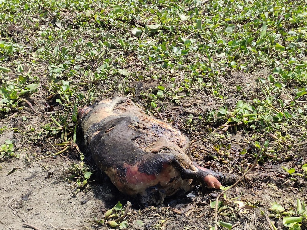 Pig carcass stuck on Subansiri river near Dhunaguri Ghat, Lakhimpur district on April 26 [image by: Farhana Ahmed]