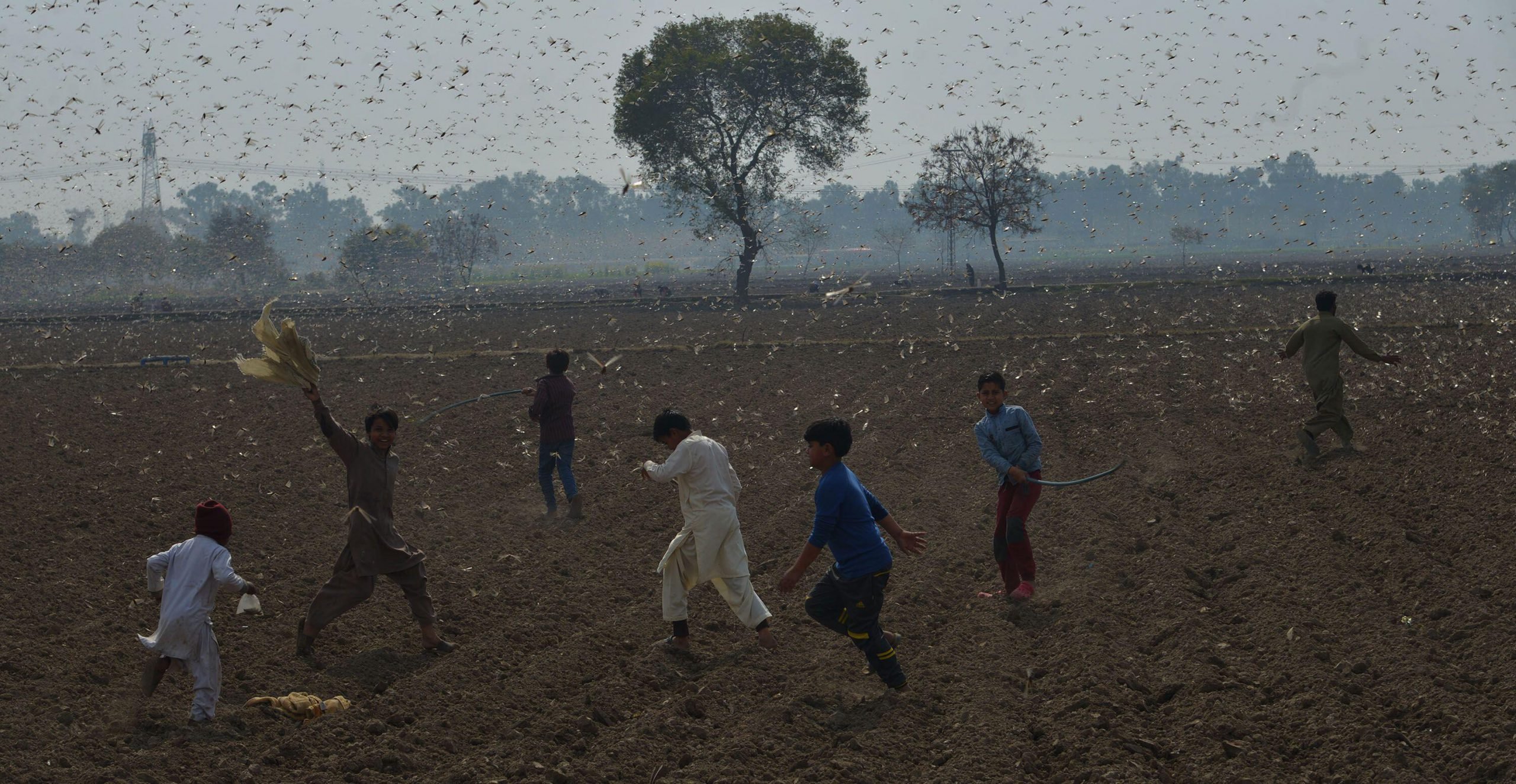 Desert locusts attack crops near Okara district, Pakistan