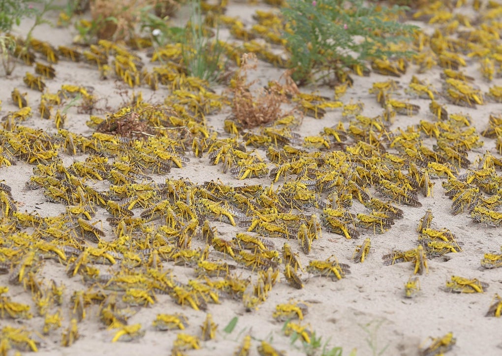 desert locusts in Khushab [image by: Liu Tian/Xinhua/Alamy Live News]