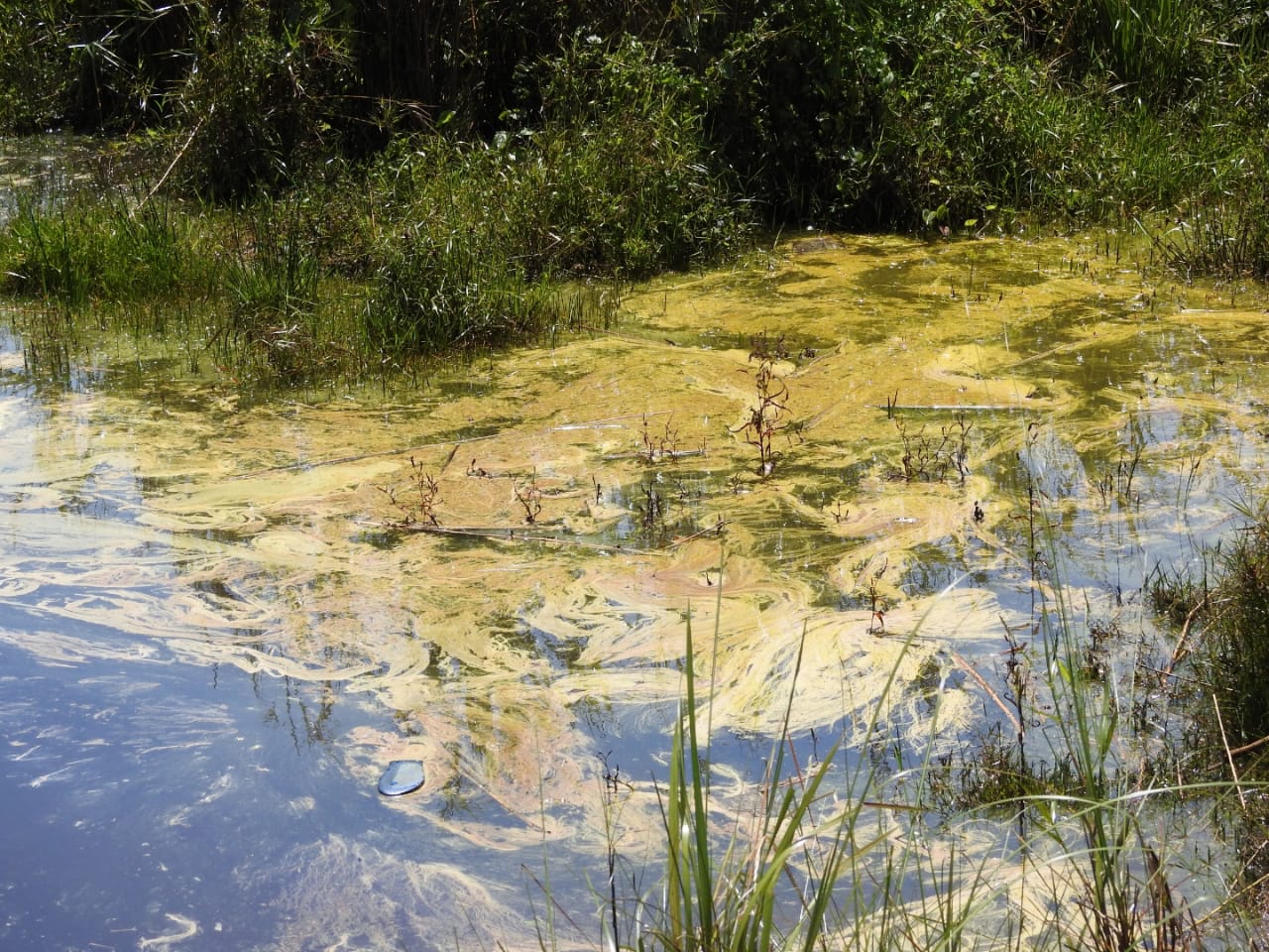 Oil covers the water of the Maguri-Motapung wetland