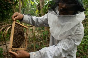 farmer holds up swarm of honeybees