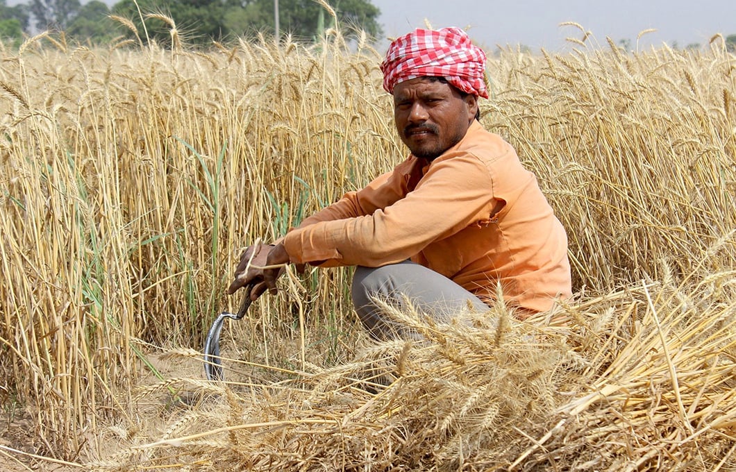 <p>In India, a lot of the winter wheat crop had to be harvested by hand because farmers found it almost impossible to rent harvester combines during the lockdown forced by the Covid-19 pandemic [Image by: Pixabay]</p>