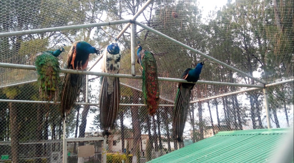 Colourful peacocks of different breeds kept at a large enclosure to attract visitors [image courtesy: Divisional Wildlife Office, Mansehra]