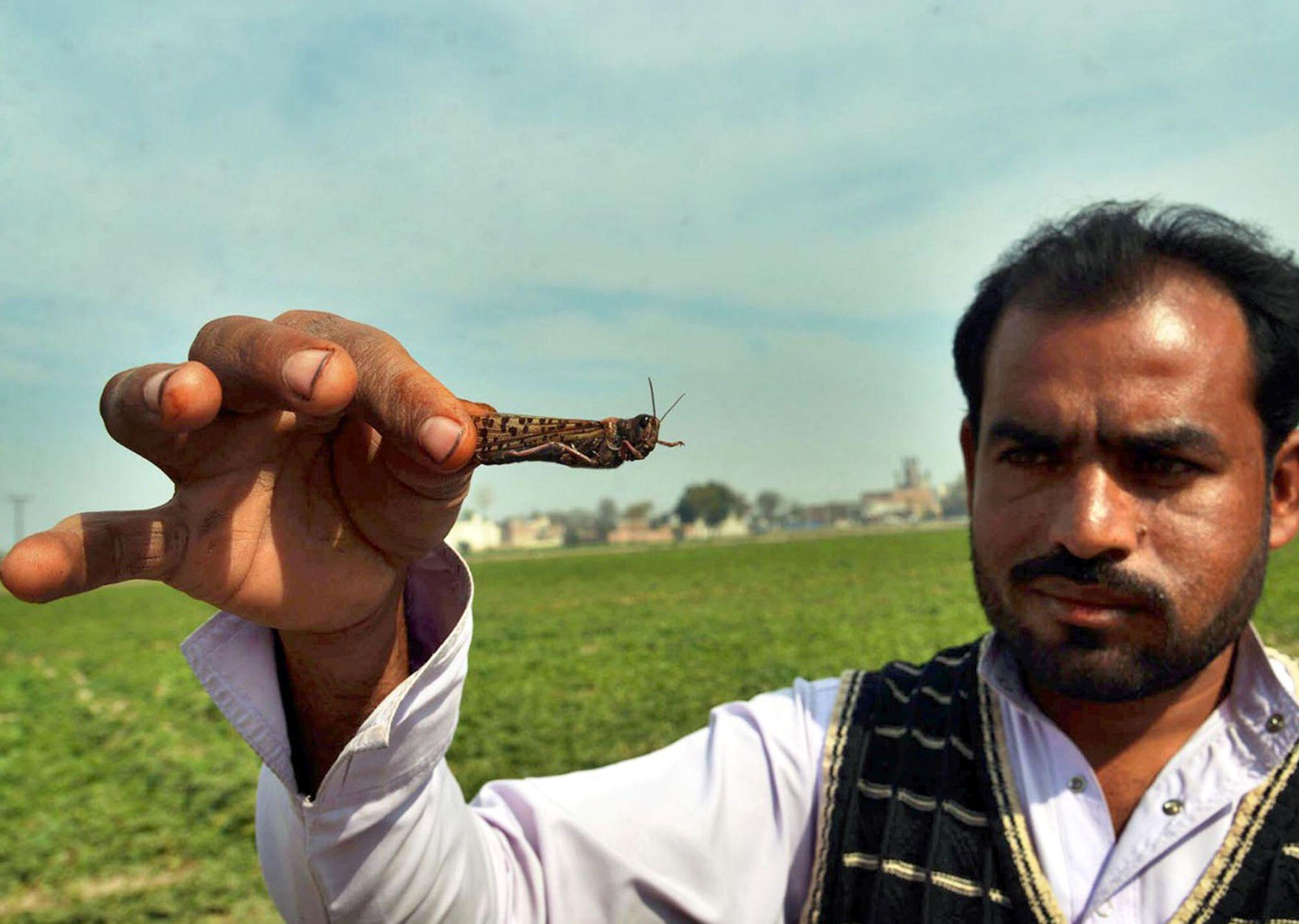 <p>A farmer displaying a locust in Okara district in eastern Pakistan&#8217;s Punjab province. Locust attack on crops incurred heavy financial losses to farmers in some areas of the country [image:  Str/Xinhua/Alamy Live News]</p>