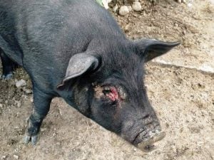 <p>A diseased pig in Gogamukh on the bank of Subansiri in Lakhimpur district, on April 27 [image by: Farhana Ahmed]</p>
