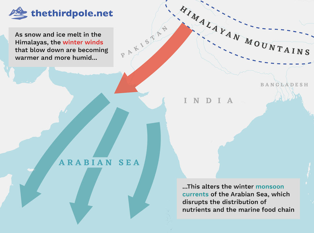 Arabian Sea map. As snow and ice melt in the Himalayas, the winter winds that blow down are becoming warmer and more humid. This alters the winter monsoon currents of the Arabian Sea, which disrupts the distribution of nutrients and the marine food chain 