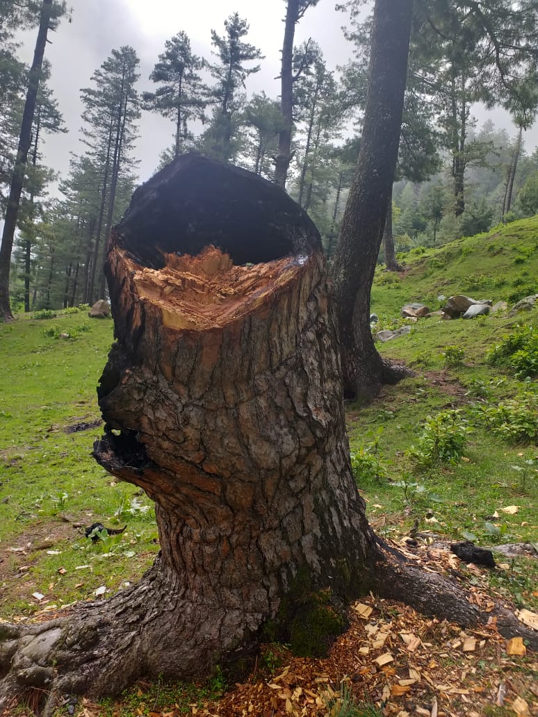 Smugglers burn the tree stumps to give an impression that the trees have been cut long ago [image courtesy: forest department of North Circle, North Kashmir]