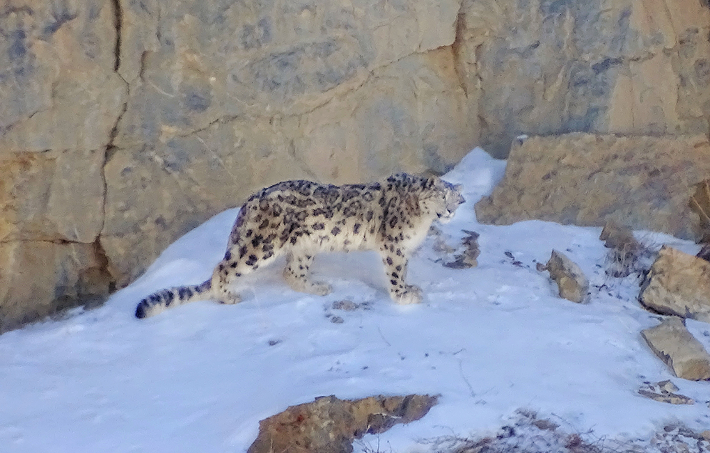 First rescued snow leopard cub in India returns to mother | The Third Pole