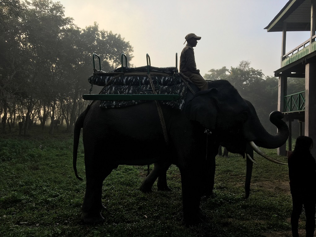 man on elephant at elephant safari stand in Kohara [image by: Sadiq Naqvi]