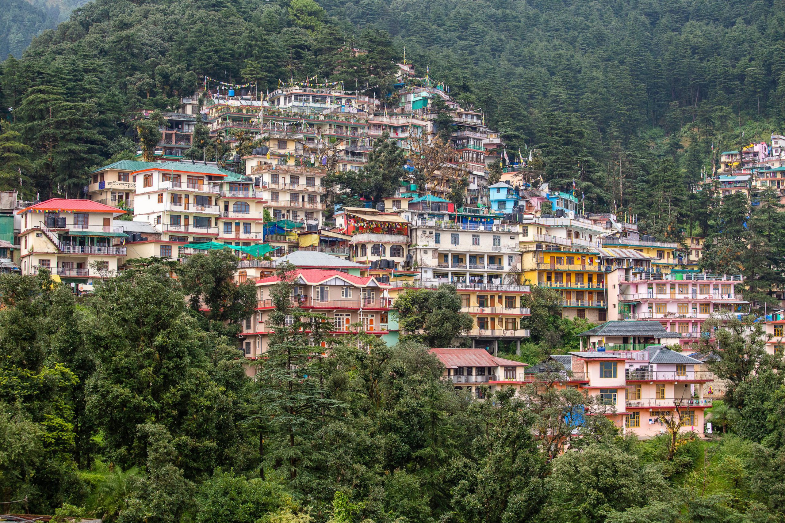 <p>Forests in and around urban areas, such as in Dharamsala, India, keep cities habitable, but they are increasingly being removed to make space for real estate [image: Alamy]</p>