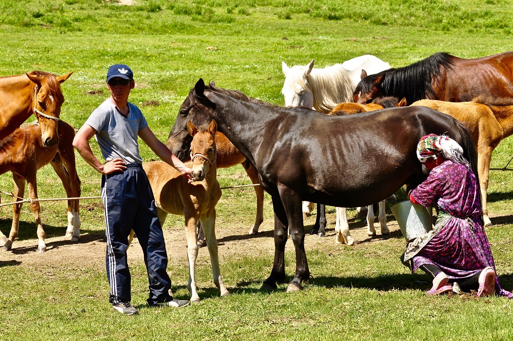 Nomad family milking mares in high summer pastures near Eki Naryn in Naryn oblast, Kyrgyzstan [image courtesy: Marc Foggin]