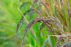 <p>Hundreds of farmers in Assam have started to grow black rice, with cultivation picking up in the past three to four years [image by: TommyK/Alamy]</p>