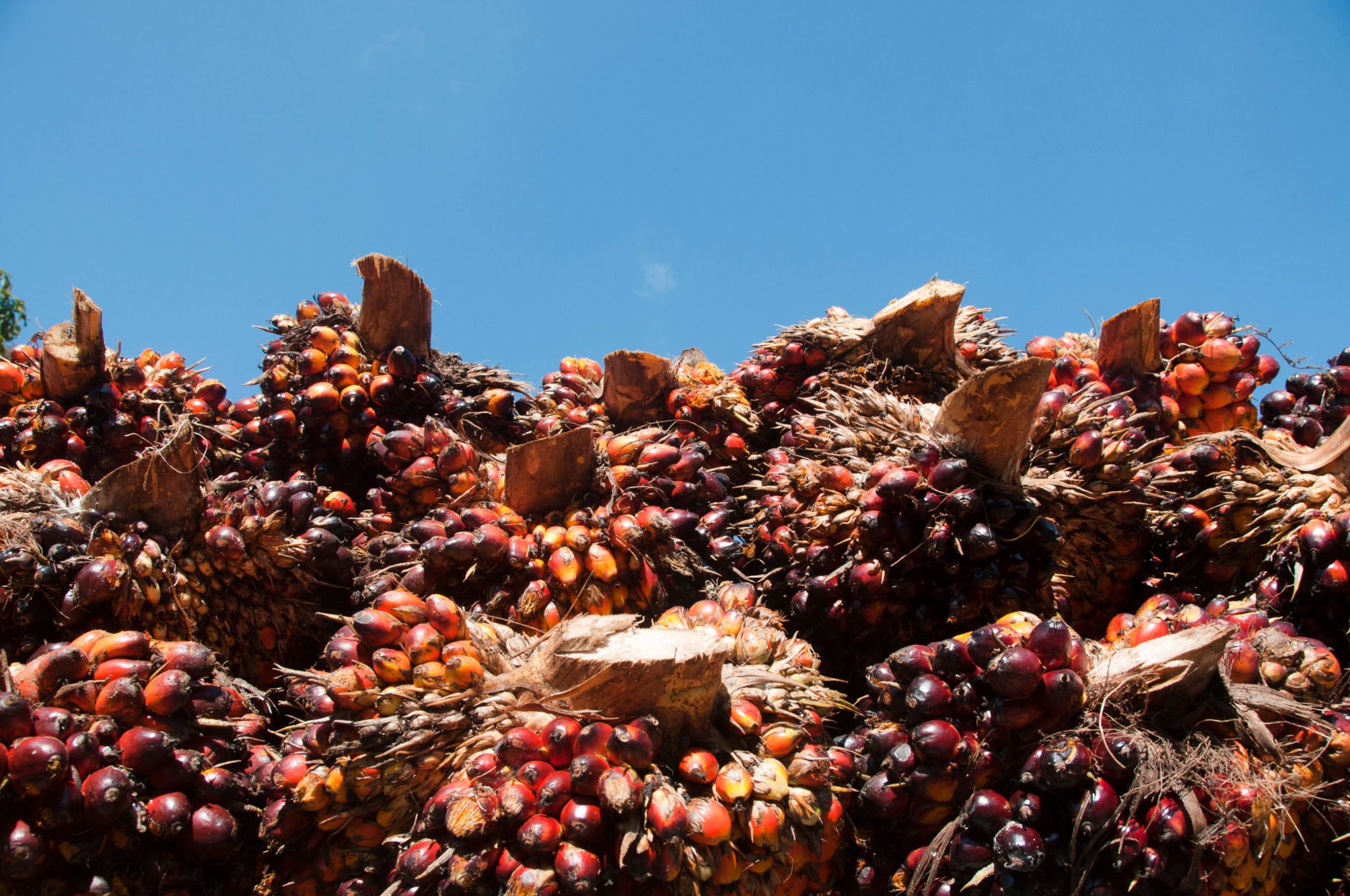 Oil palm fruit Kerala, India. Indiascapes/Alamy