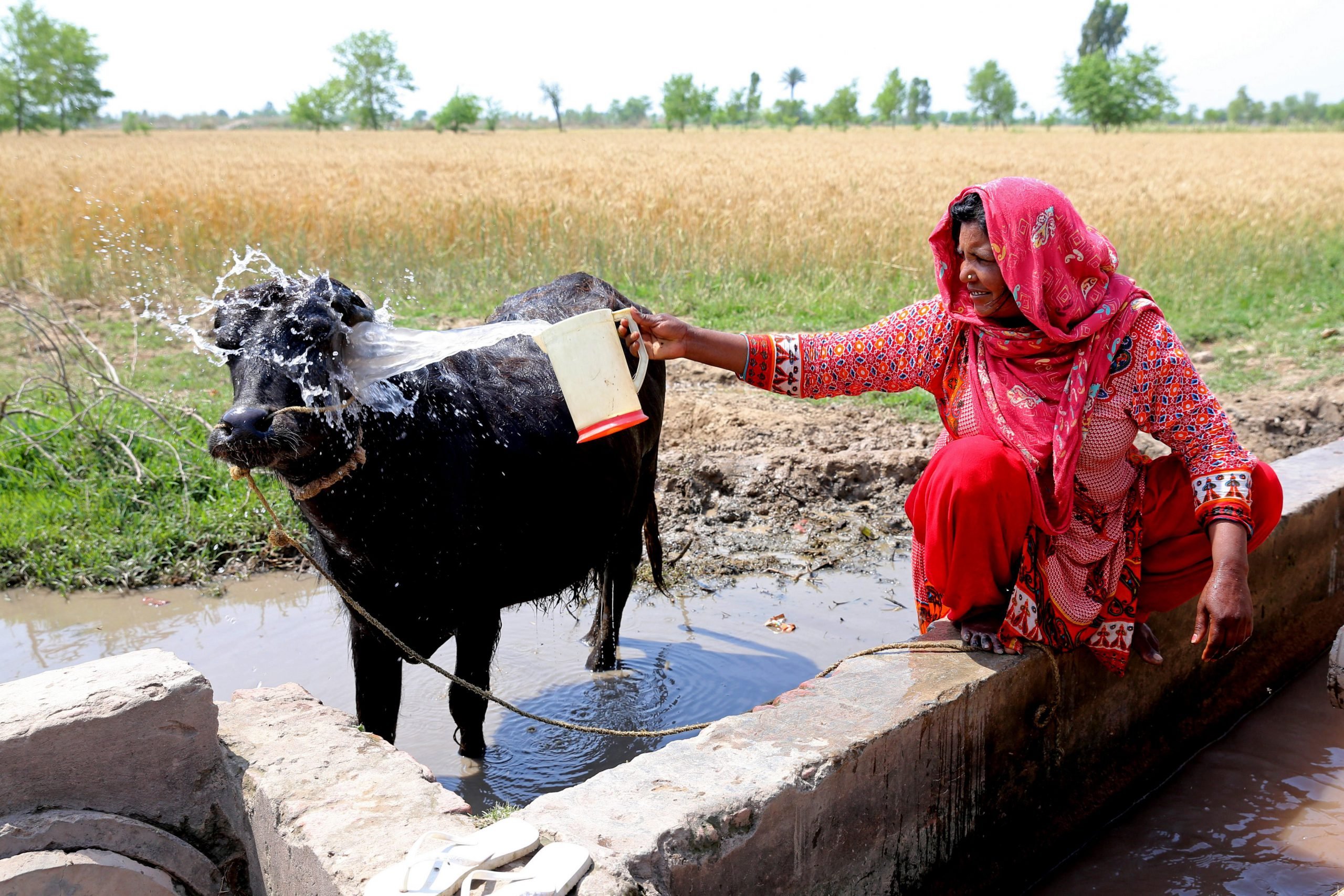 farmer woman washing her cow in the christian dominated village of Khushpur, Pujab Province, Pakistan