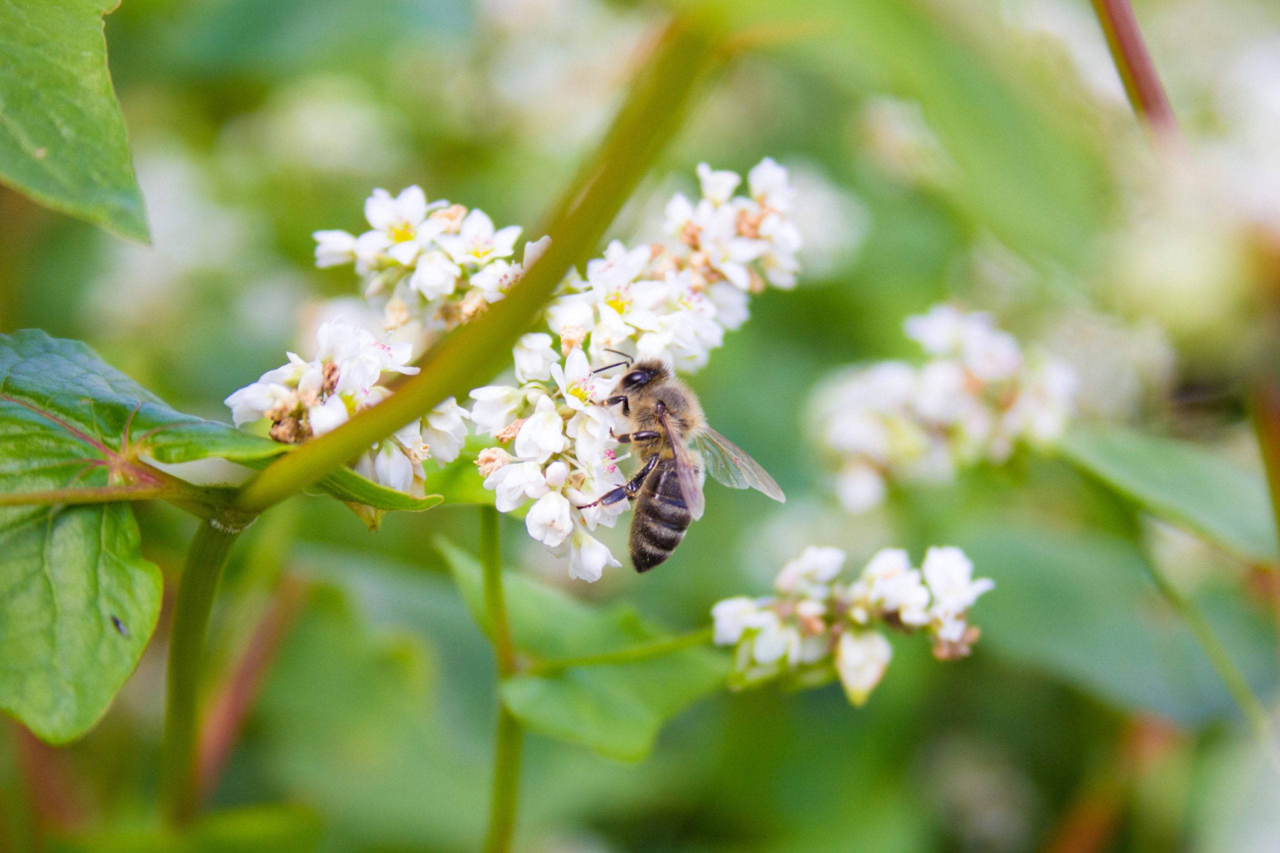 Honeybees common buckwheat Mateusz Atroszko / Alamy