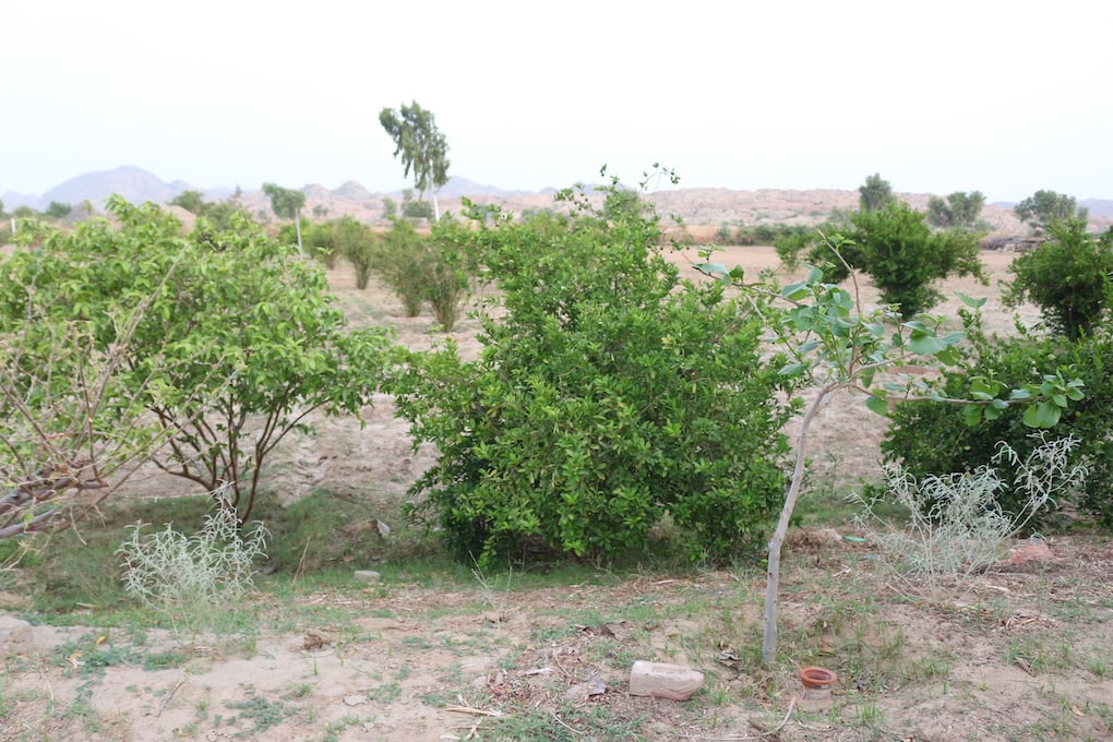 Thar desert orchard
