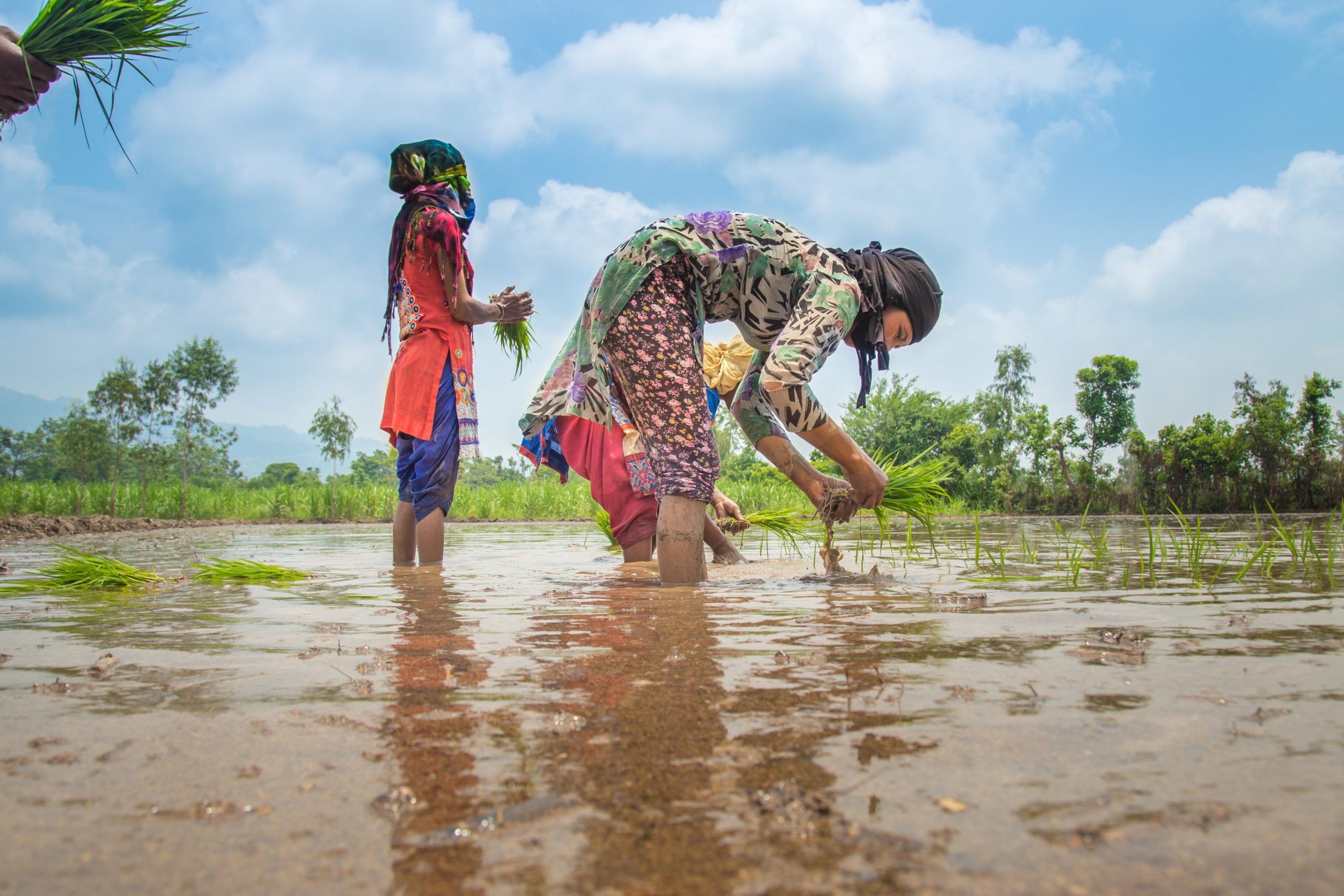 <p>Farmers transplanting rice seedlings in India [image by: Umesh Negi/Alamy]</p>