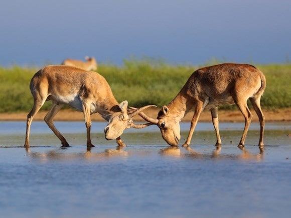 Saiga antelope on the stepmom reserve in Russia