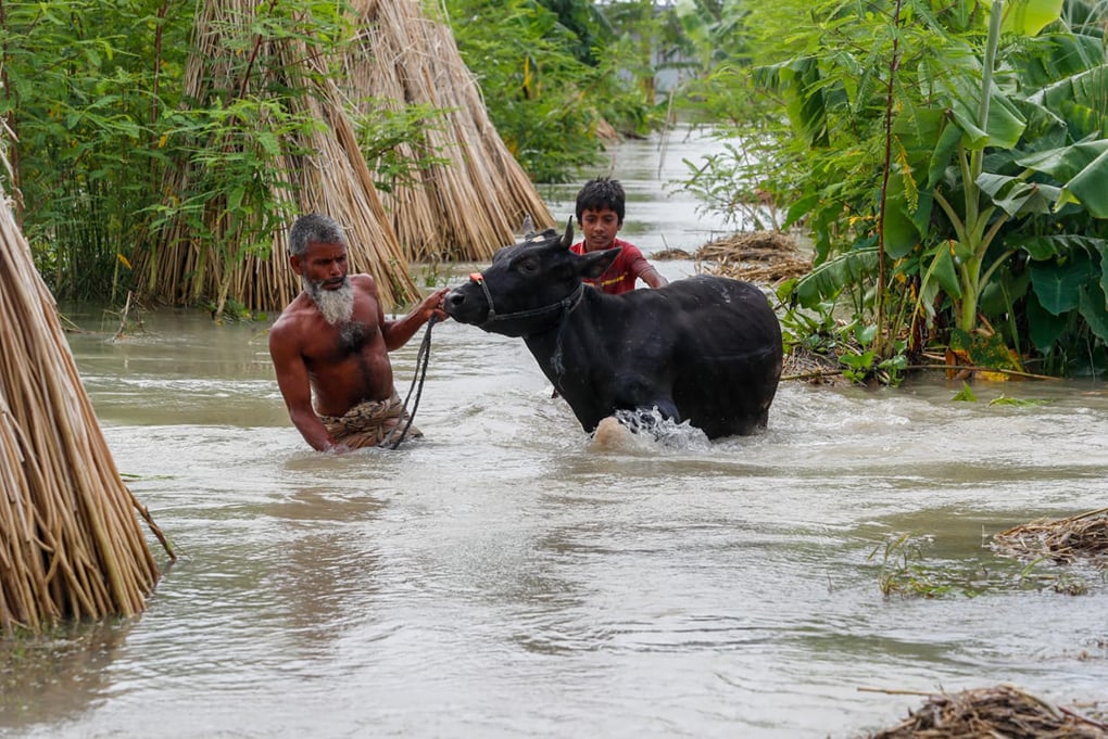<p>A family in Madaripur district lead their livestock as they leave their flooded home</p>