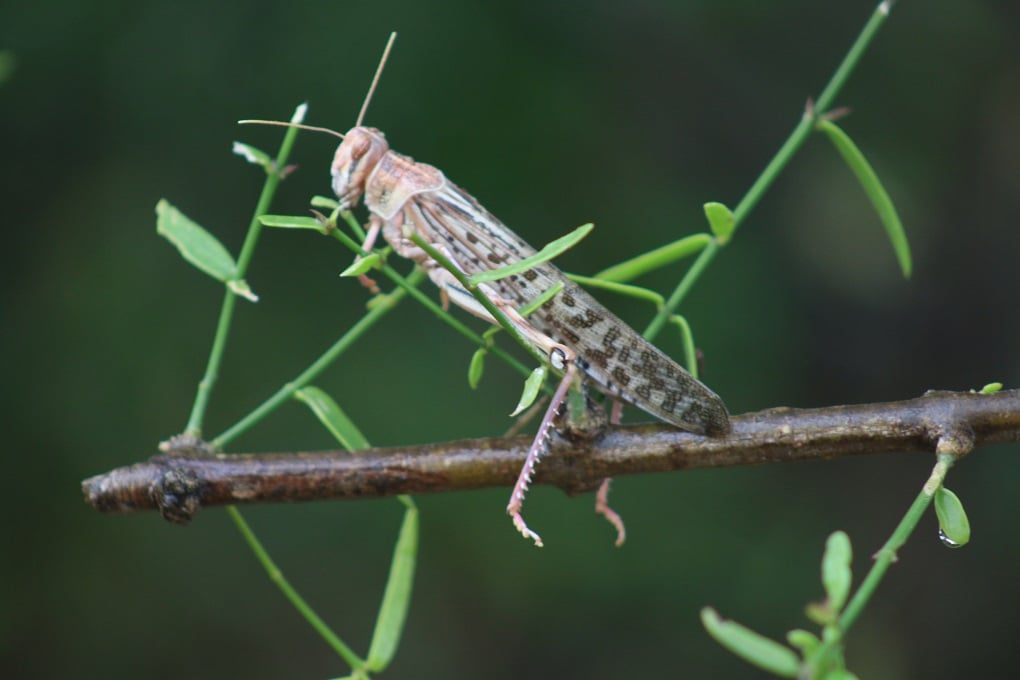 <p>A locust in the Thar desert [Image by: Ravi Tohani]</p>
