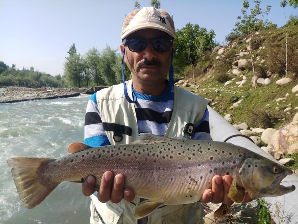 rainbow trout, Jammu and Kashmir fisheries department