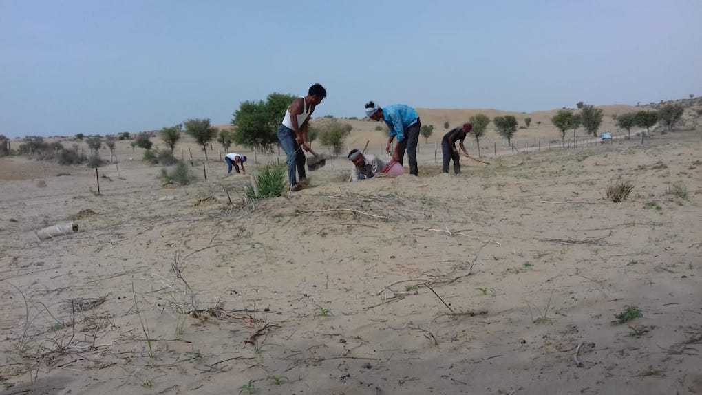 Rural employment guarantee schemes are being used to restore desert ecosystems in the Thar [image by: Rewant Jaipal]