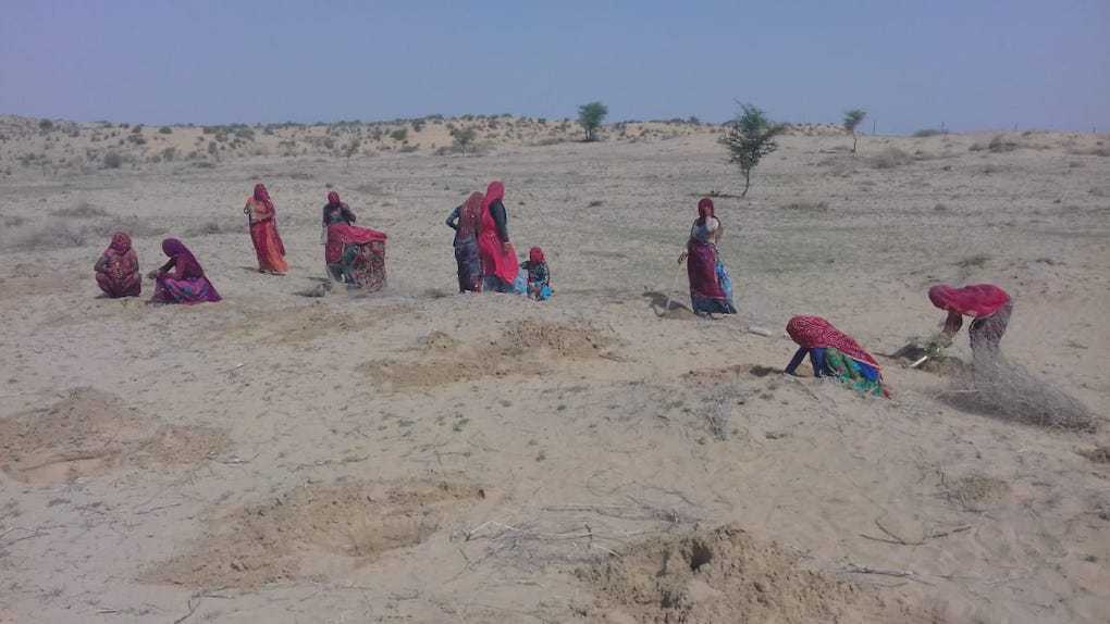 Desert ecosystems have been neglected for over a century in India's Thar desert [image by: Rewant Jaipal]