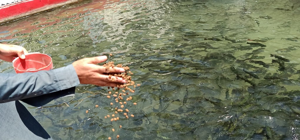A worker throwing feed in a pond full of grown trout fish.