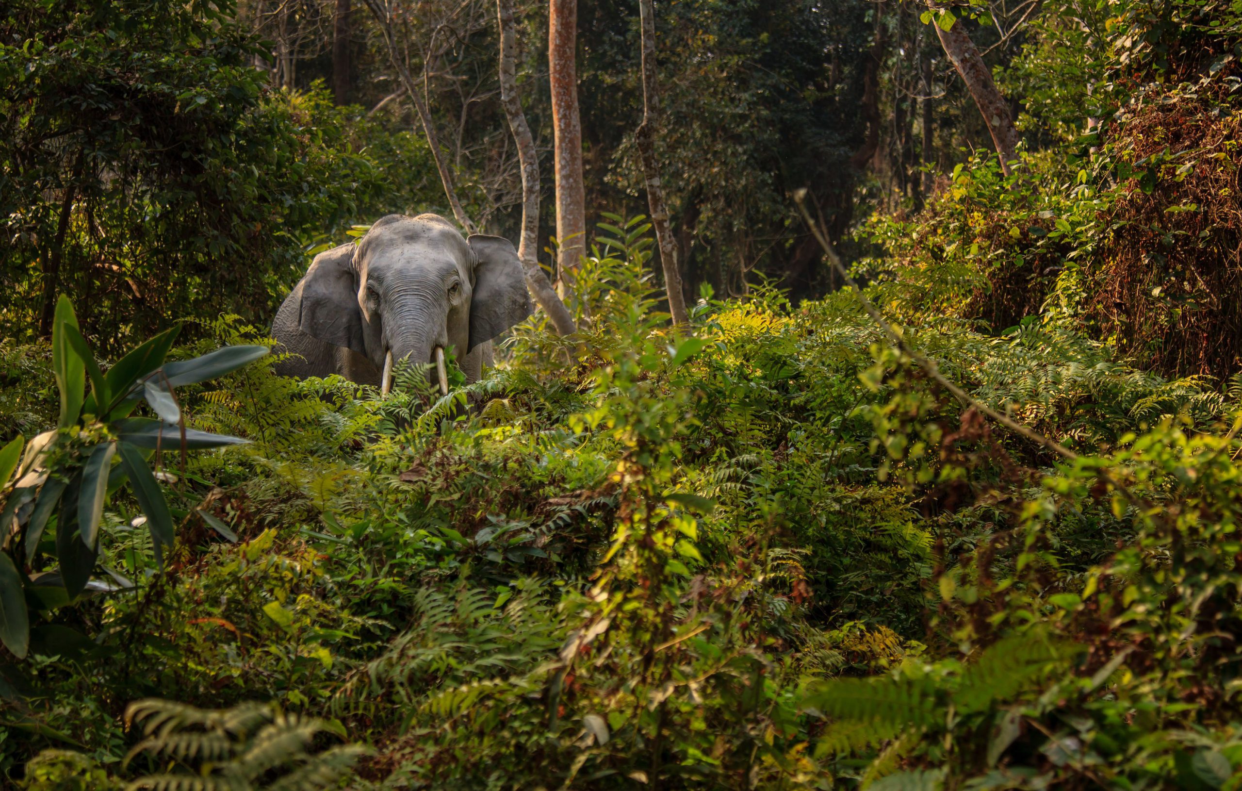 Indian elephant in Assam.
