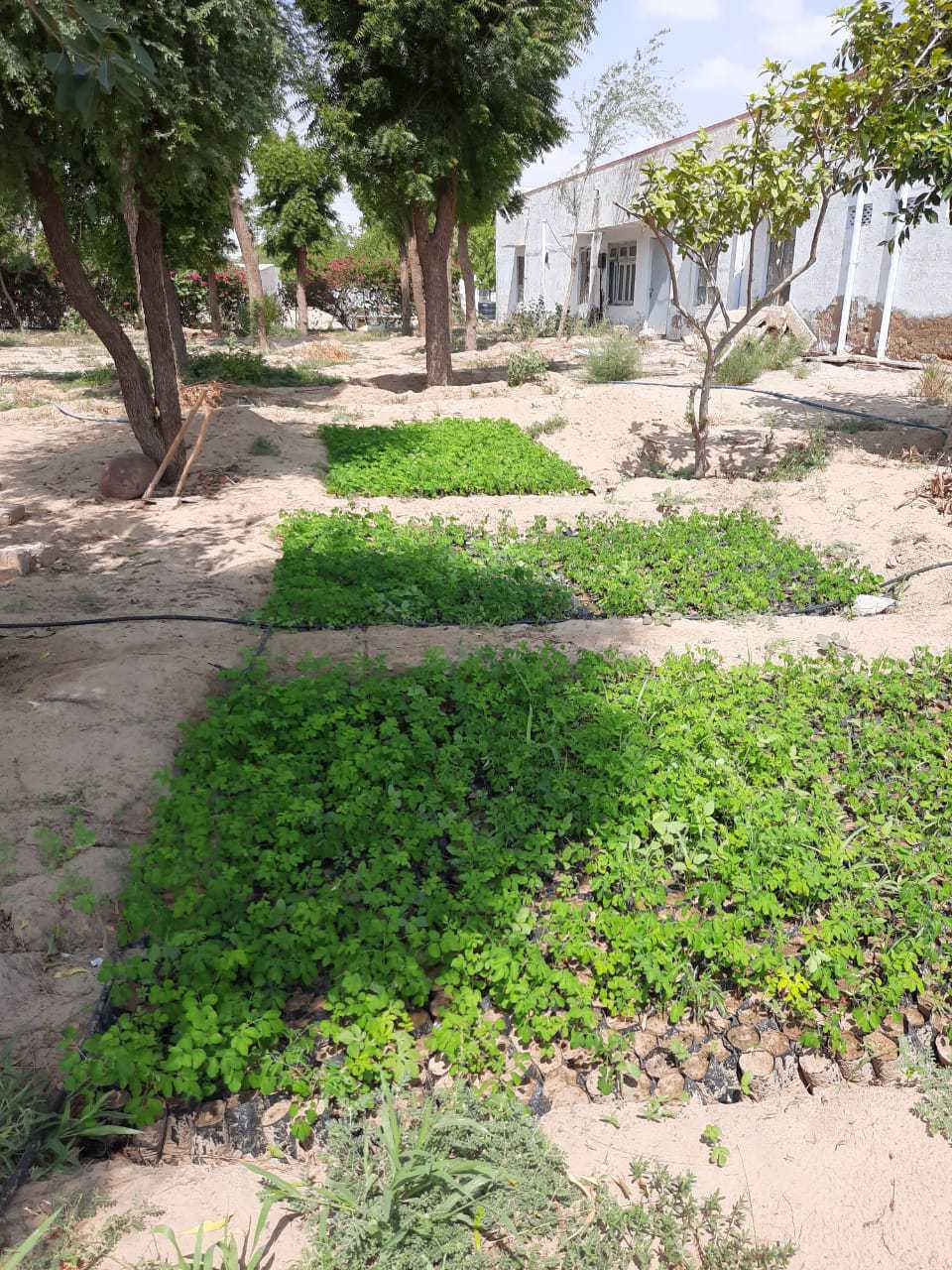 Historically, policies have sought to "green" the desert [image by: Rewant Jaipal]