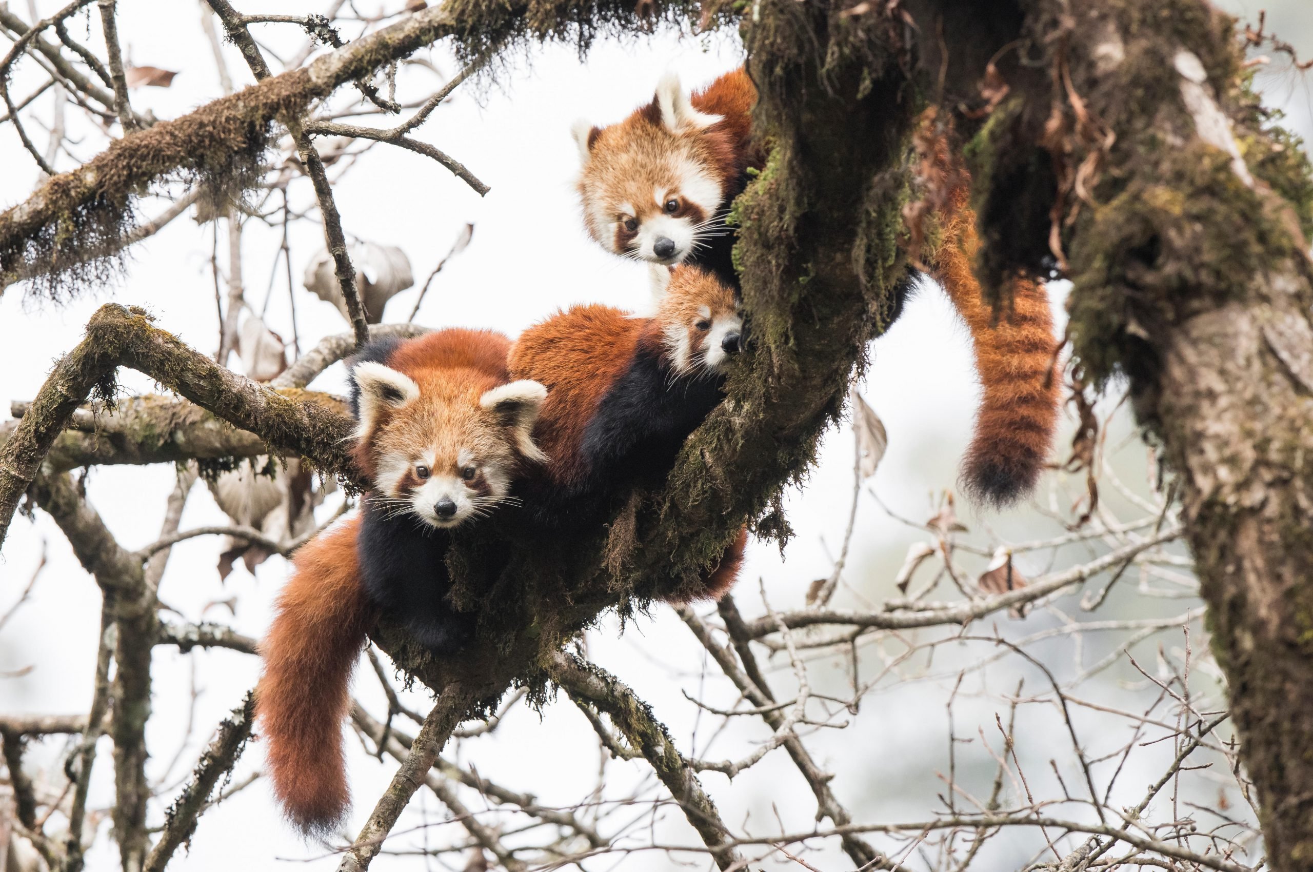 Red Pandas And Pangolins Without Communities Conservation Fails In Eastern Himalayas The Third Pole