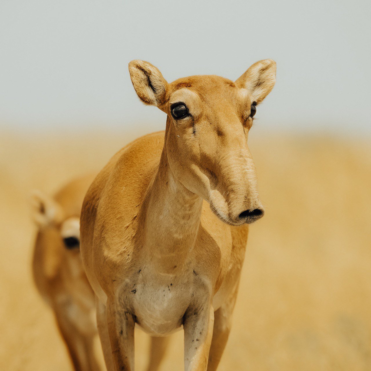 <p>The floppy nosed saiga antelope&#8217;s population doubled in Kazakhstan and Russia in 2019 [image courtesy: Okhotzooprom, 2020]</p>