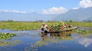 <p>Those that depend on Wular lake for fishing are now struggling to make a living [Image by: Athar Parvaiz] </p>