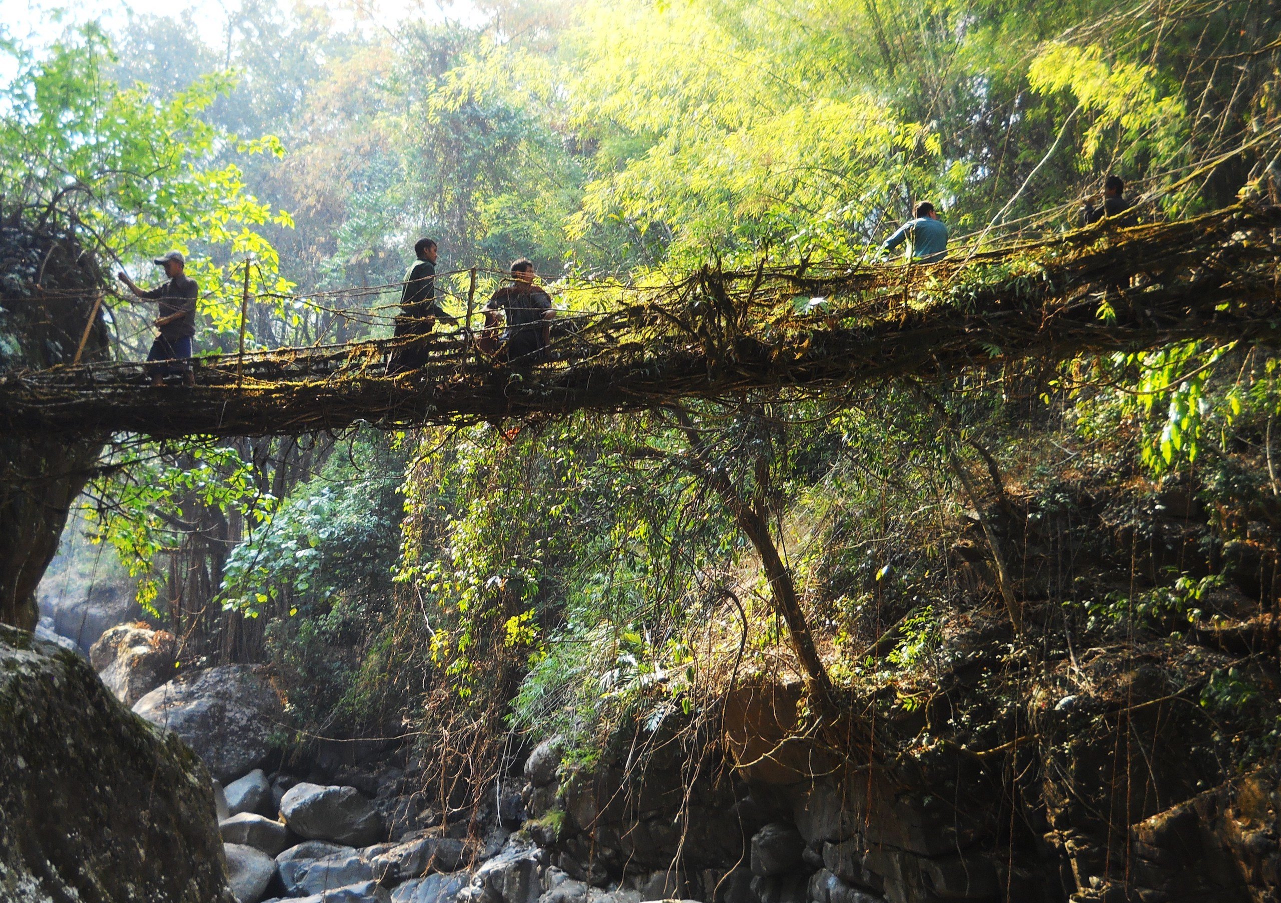 <p>Bridges made of living roots in the biodiversity hotspots of northeast India are good examples of nature-friendly traditions (Image: <a href = "https://commons.wikimedia.org/wiki/File:10_Shnongpdei_1.JPG">Anselmrogers</a> / <a href = "https://creativecommons.org/licenses/by-sa/4.0/deed.en">CC BY-SA 4.0</a>)</p>