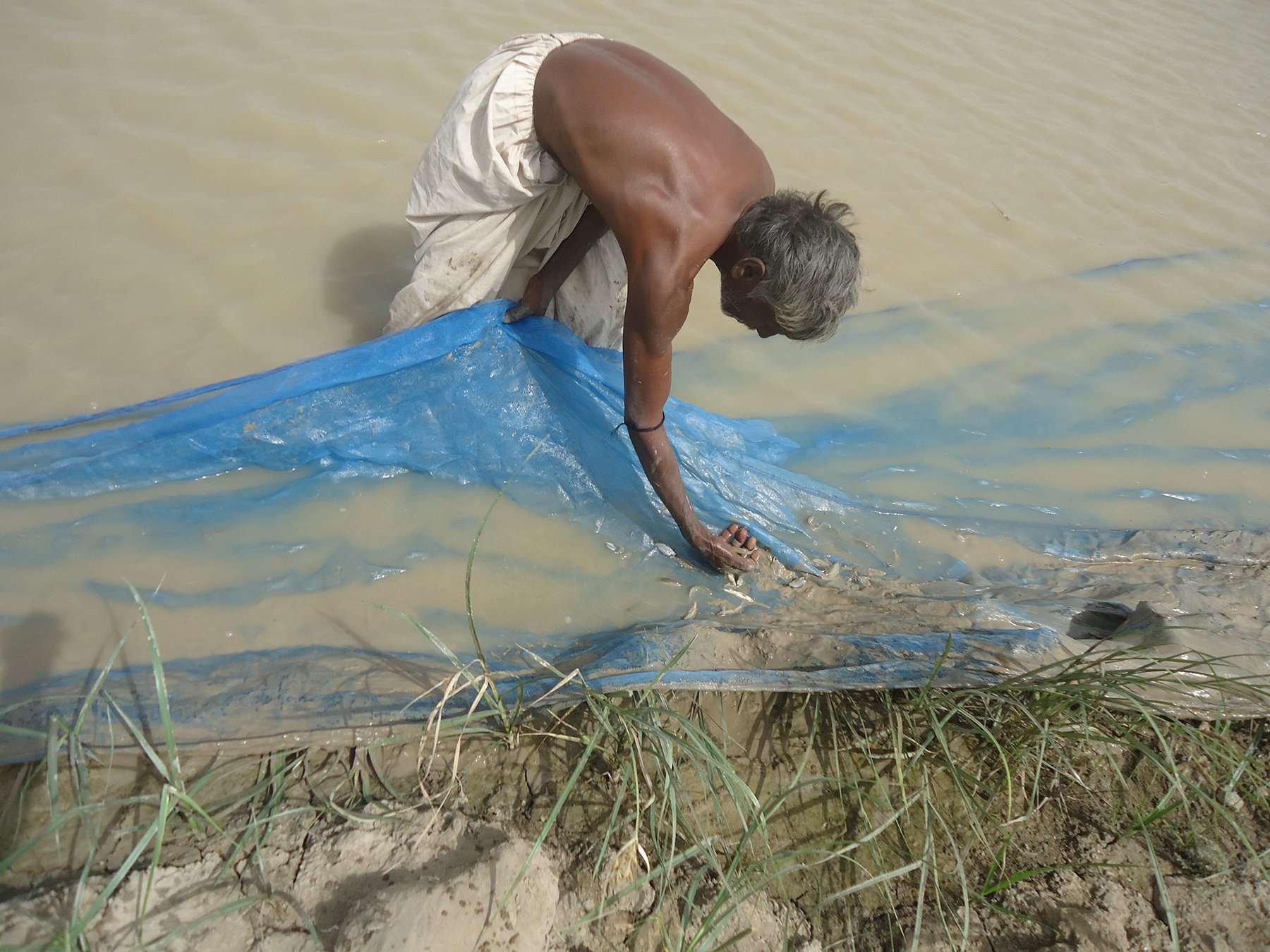 <p>A fisher in Badin catches trash fish using an outlawed net that has no mesh at all [Image by: Muhammad Abbas Khaskheli]</p>