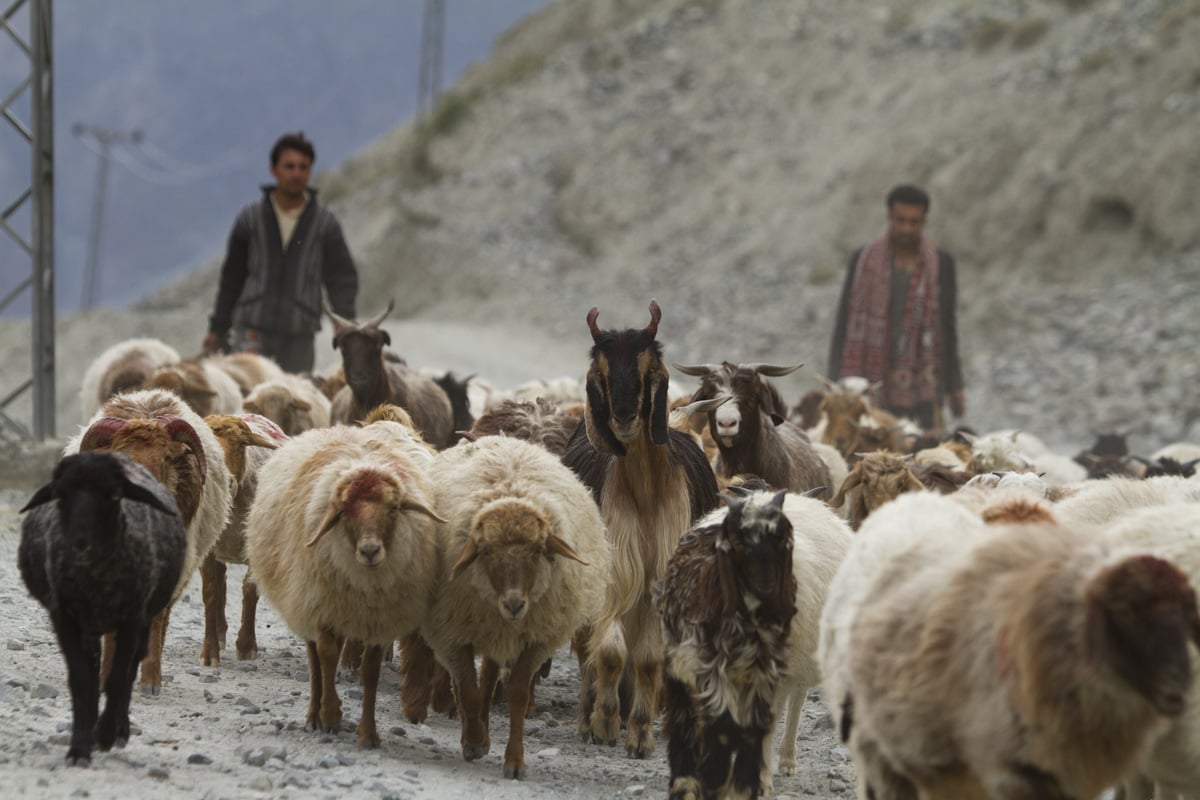 <p>Bakarwal sheep and goats on the move [image by: WWF]</p>