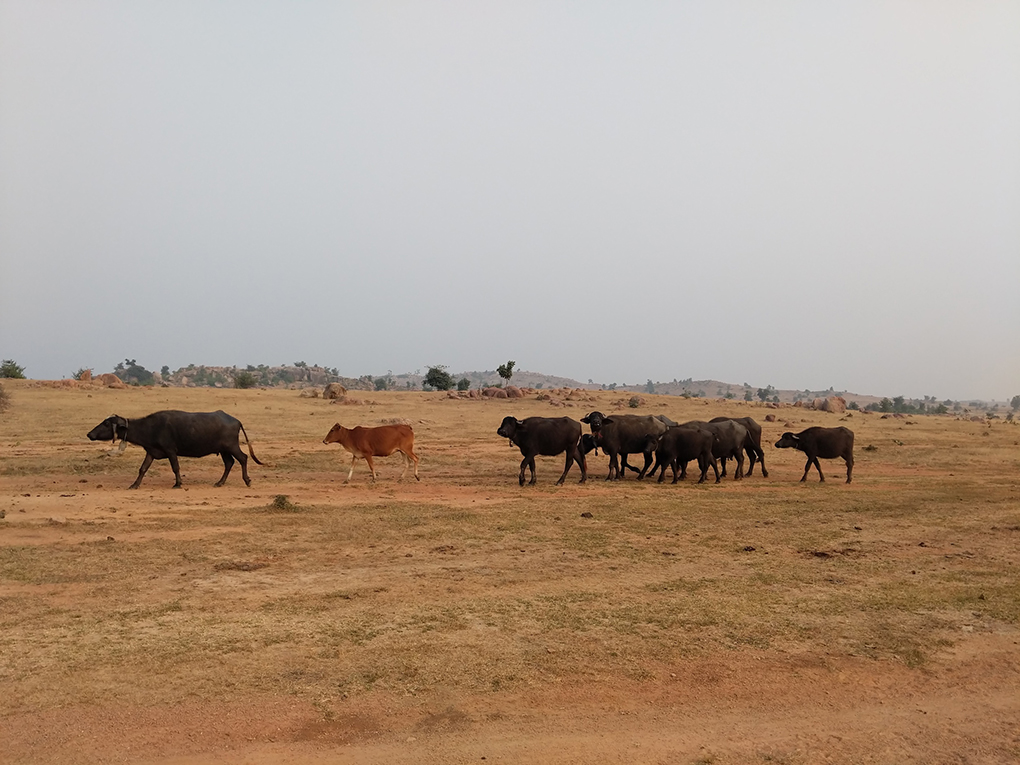 cattle grazing Bundelkhand